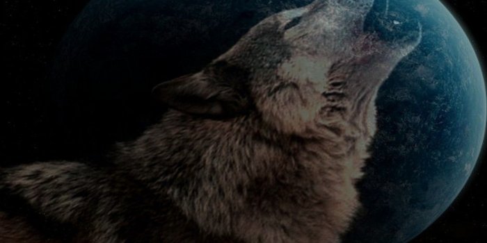 1024x768 Wolf Beautiful Cool Blue Moon Dog Image Photos ~ Dogs Wallpaper Free