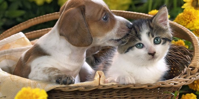1920x1200 Puppies and Kittens Wallpaper ·① WallpaperTag