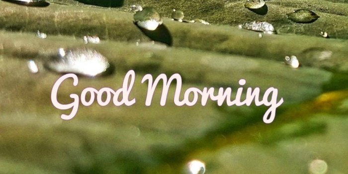 918x1024 Dew Drops on Leaves Good Morning Winter images | wishing | Good
