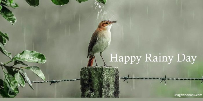 1341x1000 Happy Rainy Day Qoutes With Latest Pictures For Lover | SMS Wishes