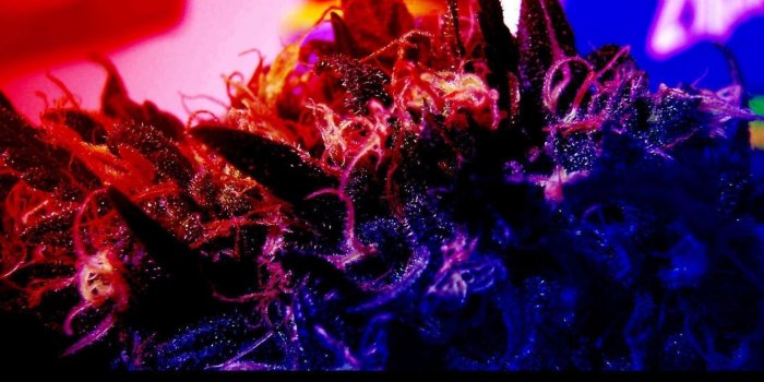 1536x864 Free download Trippie Redd Desktop Wallpapers WallsKid [1680x1050