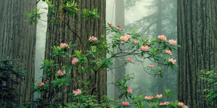 1680x1050 Plant Aesthetic Laptop Wallpapers - Top Free Plant Aesthetic Laptop