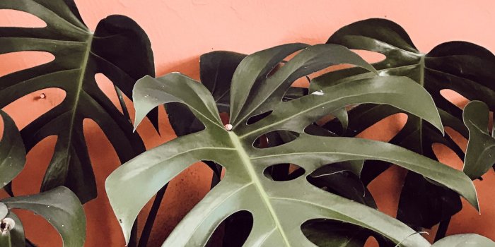 1682x2990 Contraste verde e coral (criado por @viihrocha) | wallpapers in 2019