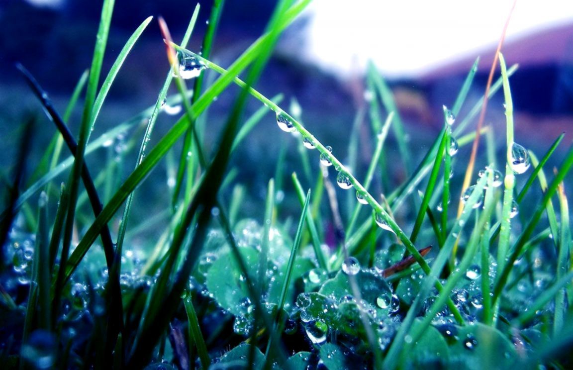 1152x744 Photography Plants Rain Drops Dew Aesthetic Hd Wallpapers | Info
