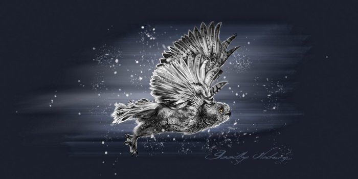 1257x635 55+ Hedwig Wallpapers - Download at WallpaperBro