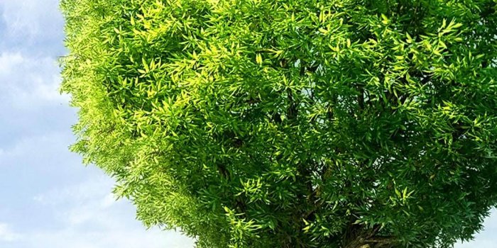 1080x1920 Nature » Nature Wallpaper Hd For Mobile 1080p - HD Wallpaper for