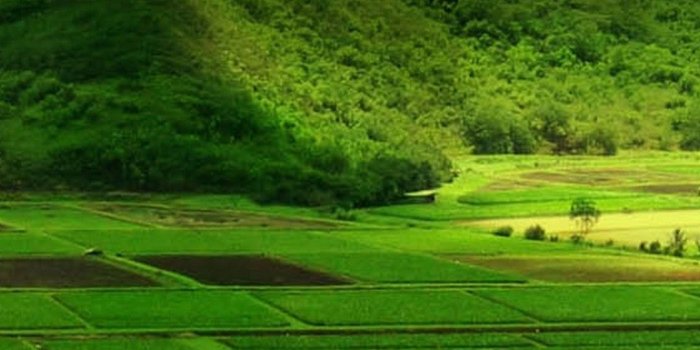 1080x1920 Android Wallpaper HD Nature Green - 2019 Android Wallpapers