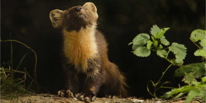 1922x1202 Beautiful Ferret Wallpaper - Stoat (#1388498) - HD Wallpaper Download