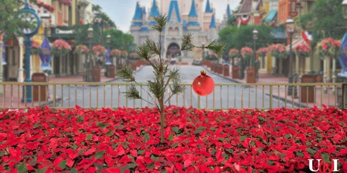 1600x900 Magic Kingdom Christmas Tree planted |
