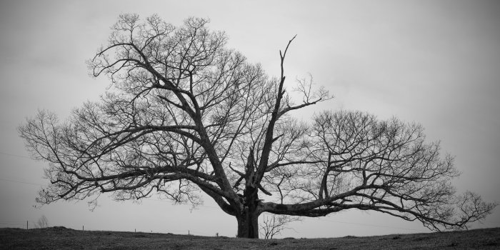 3554x1999 Old Tree ❤ 4K HD Desktop Wallpaper for 4K Ultra HD TV • Dual