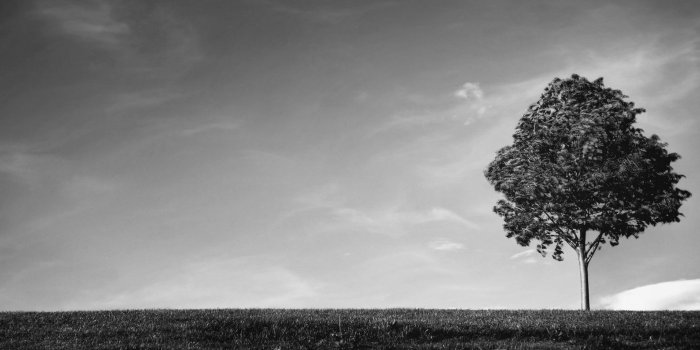 1920x1080 Tree Wallpaper Black And White