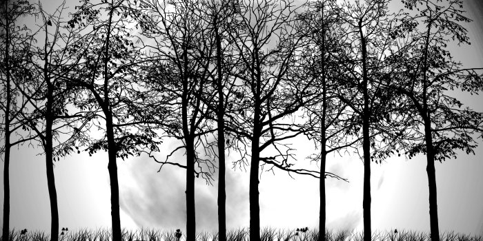 2560x1600 Tree Wallpaper Black And White