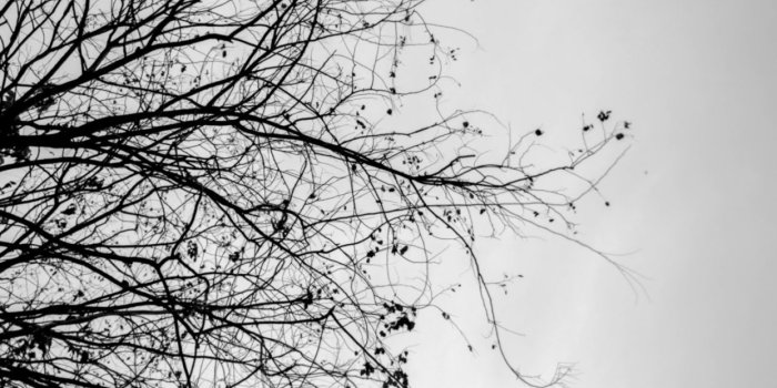 1243x698 White Trees Hd Wallpapers | Wallpapers Box