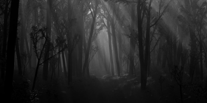 1600x1000 Black, Trees, Dark, Forest, Path, Shadows, Spooky, Monochrome