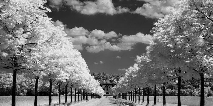 2560x1440 Trees Along The Road Black And White ❤ 4K HD Desktop Wallpaper for