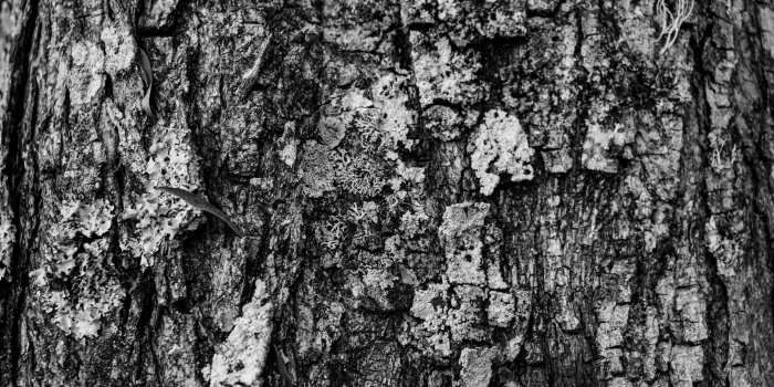3840x2563 3076003 bark, blackwhite, black and white, desktop wallpaper, forest