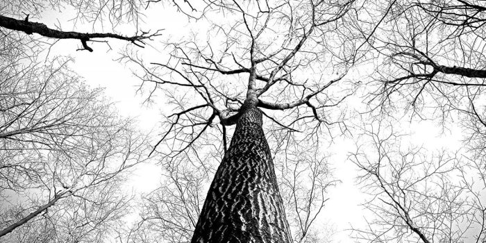 1280x720 Black, And, White, Branches, Tree, High, HD Grayscale Images