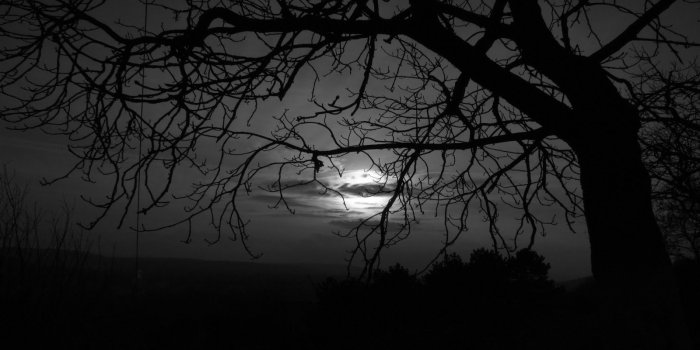 1600x900 Dark trees HD Wallpapers