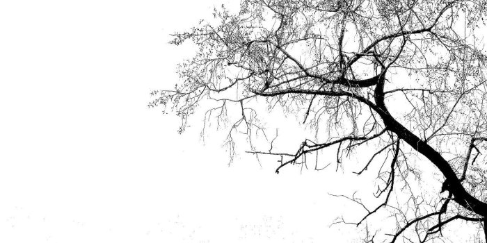 1280x960 Tree Silhouette Wallpapers