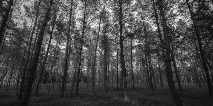 1127x750 Dark Forest 4K Ultra HD Wallpapers - Top Free Dark Forest 4K Ultra