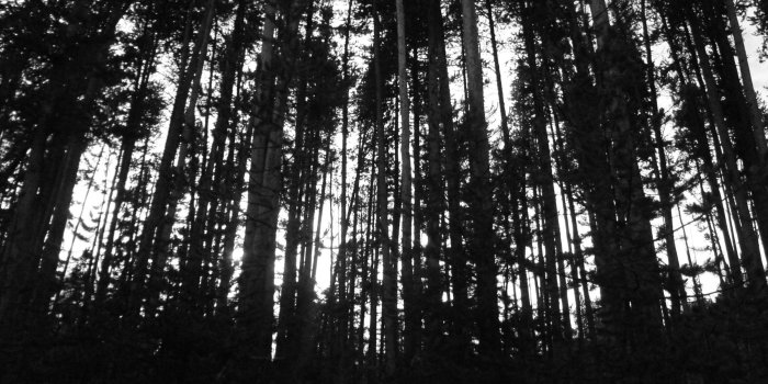 2400x1350 Free photo: Black Trees - Outdoors, Morning, Scenic - Free Download