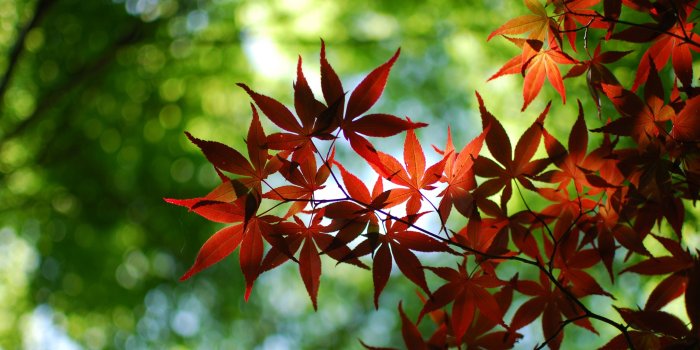 3554x1999 Tree Wallpaper Hd (49+ images) on Genchi.info