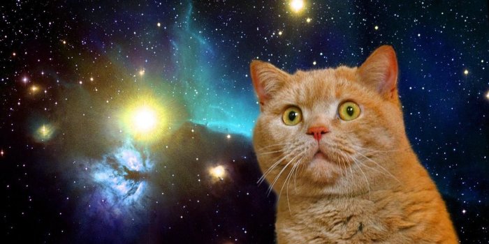 1280x783 Cat In Space Wallpaper | 1280x783 | ID:23452