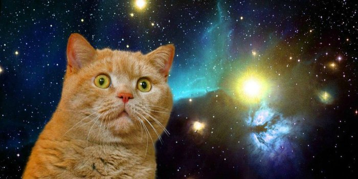 1920x1175 Confused Cat In Space Wallpaper | 1920x1175 | ID:51207