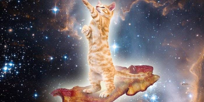 1680x1050 Space Cat Wallpaper | 1680x1050 | ID:45048