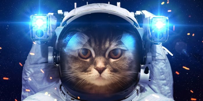 1600x1064 Funny cat images for laugh - humorous HD wallpaper | PIXHOME | Space