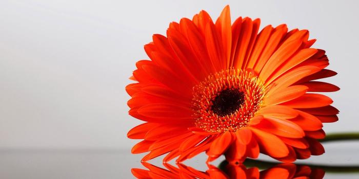 1920x1200 45+ Gerbera Daisy Wallpapers - Download at WallpaperBro
