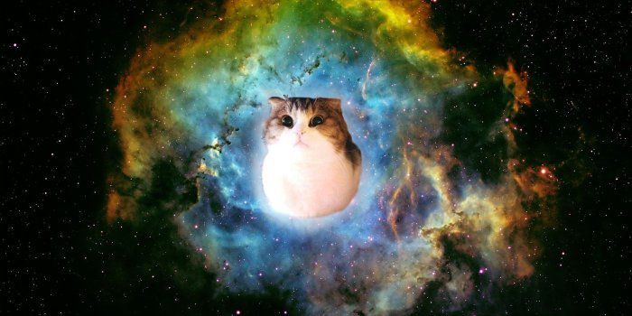 2004x1336 47+] Space Cat Wallpaper iPhone on WallpaperSafari
