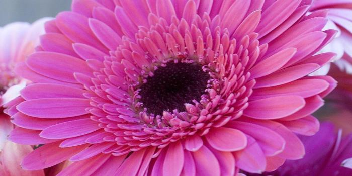 1024x768 Desktop Wallpapers » Flowers Backgrounds » Gerbera Daisy » www