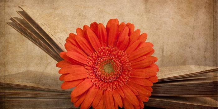 1920x1200 40+ Gerbera Daisies Wallpapers on WallpaperPlay