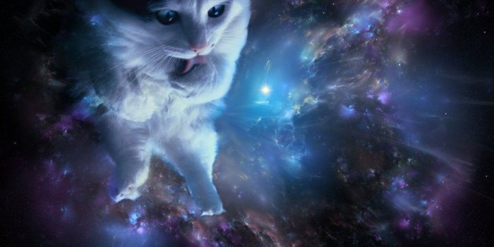 1032x774 Space cat wallpaper dump ???? ???? - Album on Imgur