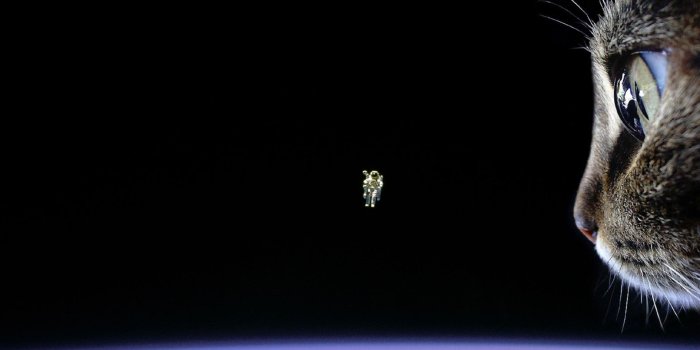 1920x1200 Cat In Space Wallpaper | 1920x1200 | ID:23456