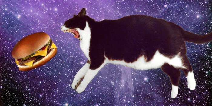 1103x728 Space Cats on Twitter: 