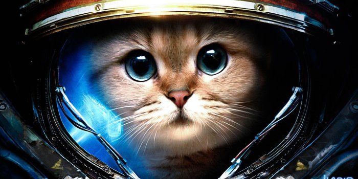 1920x1080 Astro Kitty!!! | Animal Assortment | Cat wallpaper, Space cat, Funny