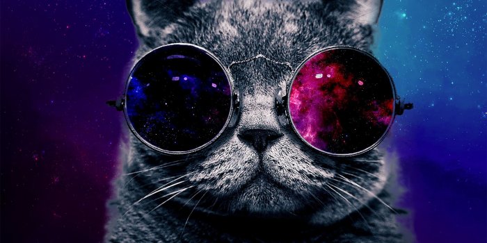 1920x1200 47+] Cat With Glasses Wallpaper on WallpaperSafari