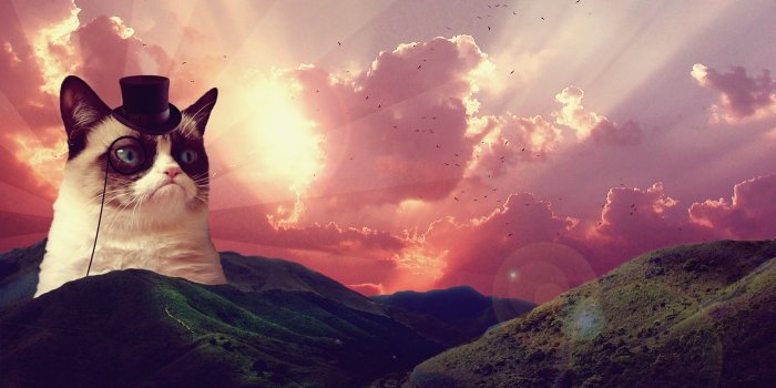 1920x1080 cat, Grumpy Cat, Hat, Hill, Landscape, Clouds, Birds, Animals