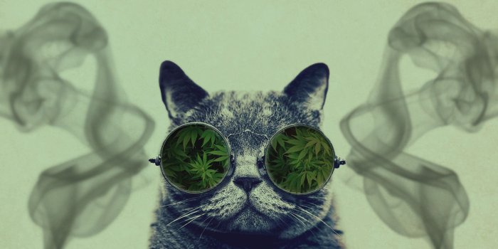 1920x1080 Cat With Glasses Funny Cat With Big Glasses Hd Wallpaper - Cat