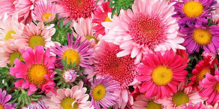 1600x1200 27+ Daisy Backgrounds, Wallpapers, Images, Pictures | Design Trends