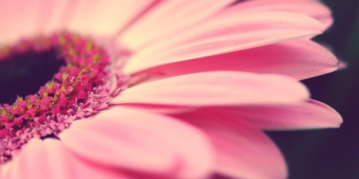 1680x1050 Flower | Colorful Flowers | Pink gerbera, Daisy wallpaper, Flowers