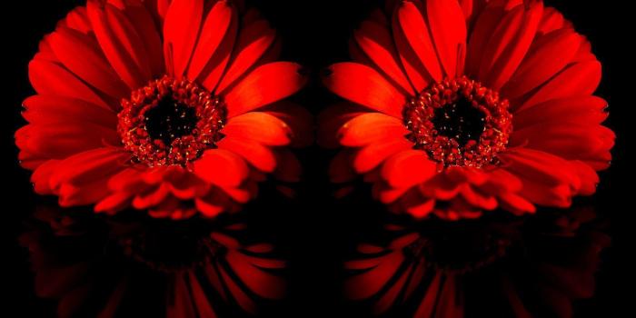 1920x1200 Gerbera Daisies Wallpapers