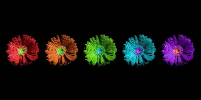 1366x768 Gerbera Daisy Wallpapers (89+ images in Collection) Page 1