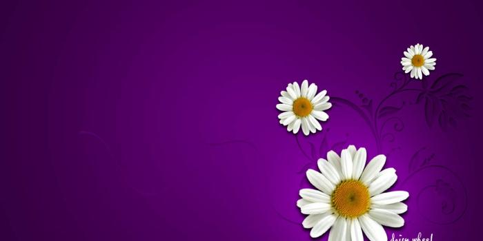 1280x1024 45+] Daisy Wallpaper for Desktop on WallpaperSafari