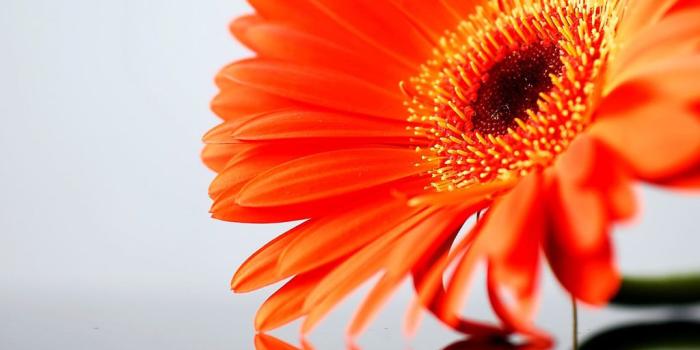 1024x768 Orange Gerbera Daisy Flowers Wallpapers | Art And Home Wallpaper HD