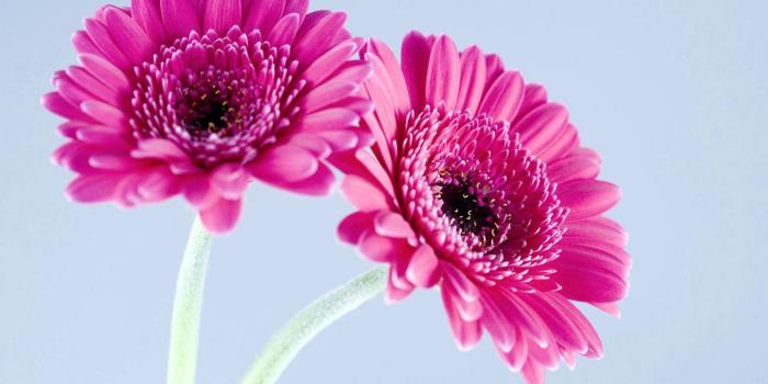 1920x1200 Gerbera Daisies Wallpaper ·① WallpaperTag