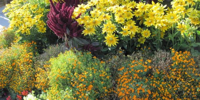 1920x1080 Daisy Tag wallpapers: One Special Gerberas Lot Gerbera Daisy Yellow