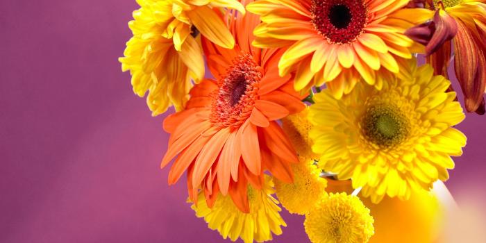 1920x1080 Gerbera Daisy Iphone Wallpaper 23+ - hdwallpaper20.com